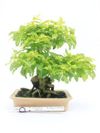 Durantha bonsai