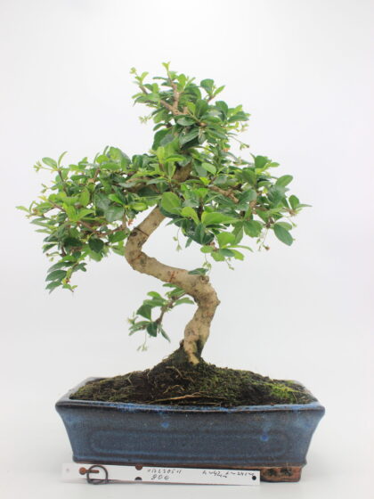 Carmona Macrophylla bonsai