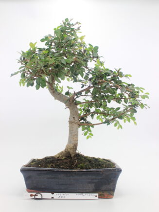 Zelkova bonsai