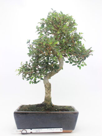 Zelkova bonsai