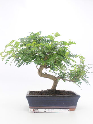 Bonsai Zanthoxylum