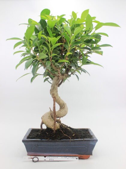 Ficus bonsai