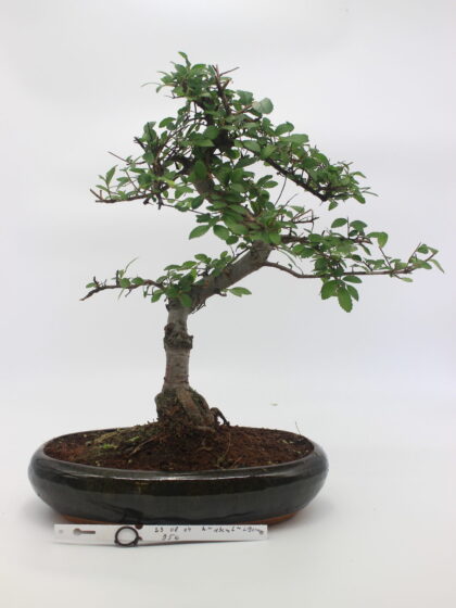 zelkova bonsai