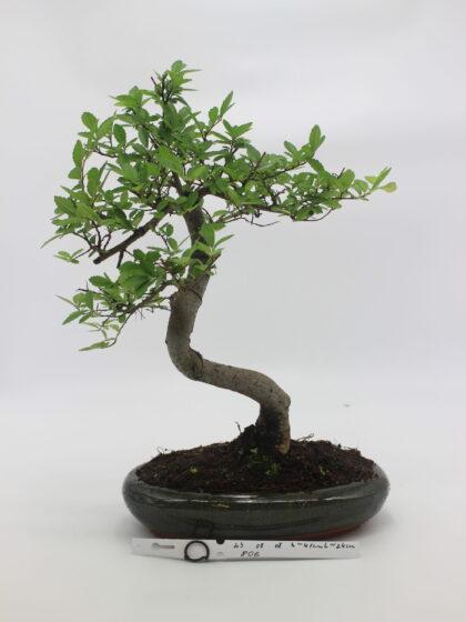 bonsai guoba