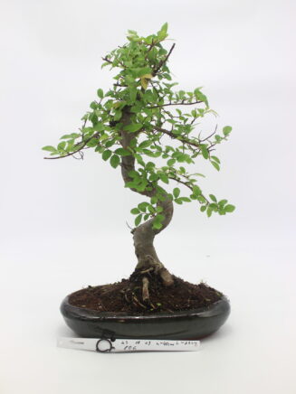 bonsai guoba