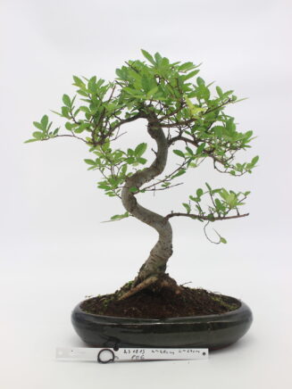 bonsai zelkova