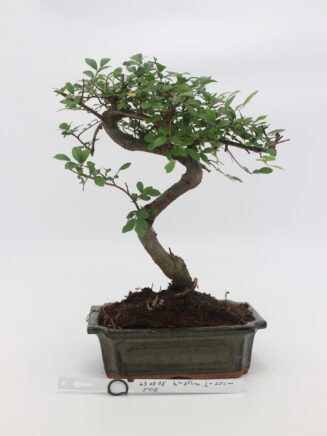 bonsai