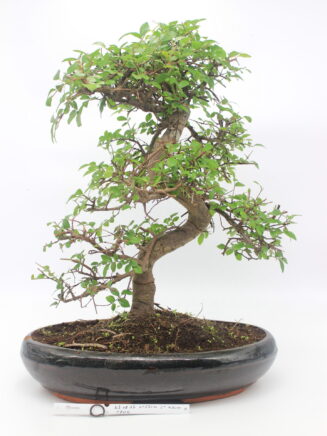 bonsai