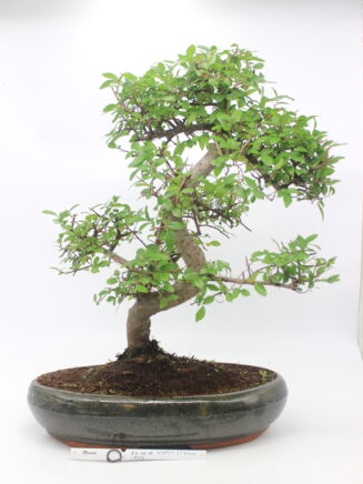 bonsai