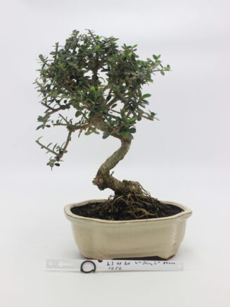 olea bonsai