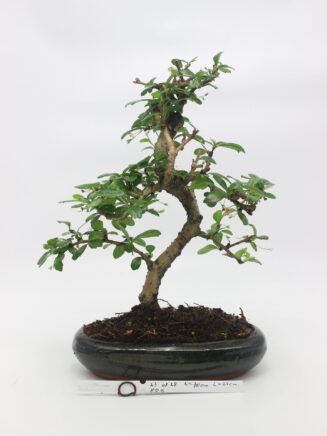 bonsai