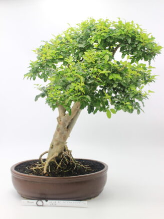 bonsai Ligustrum