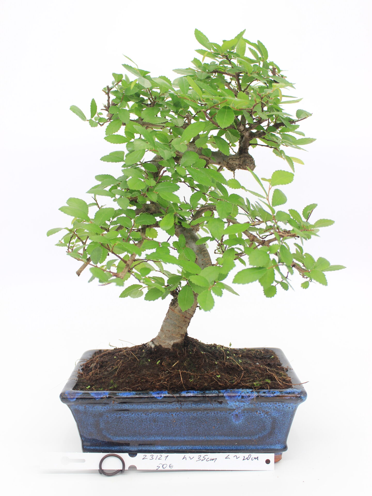 Zelkova bonsai