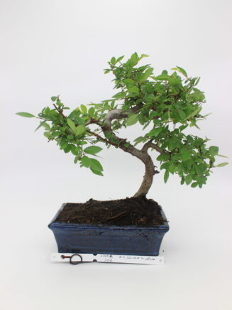 Bonsai zelkova