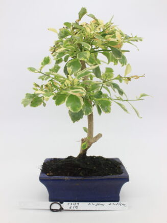 Durantha bonsai