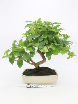 Durantha bonsai