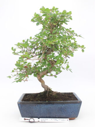 Sageretia bonsai