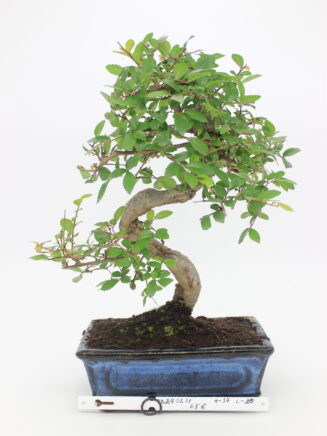 bonsai