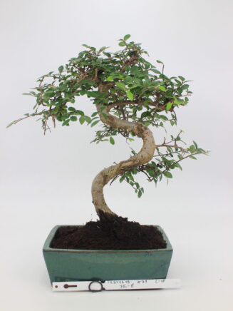 bonsai