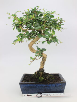 bonsai