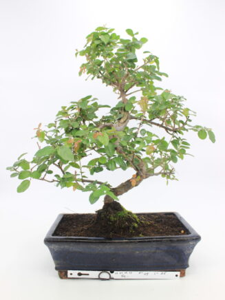 bonsai