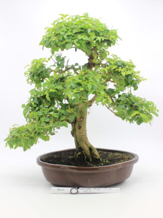 bonsai