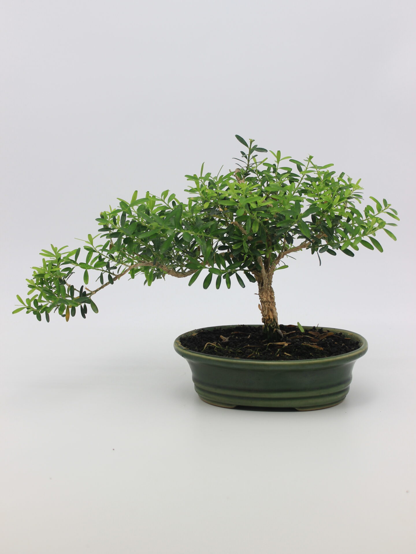 Buxus bonsai