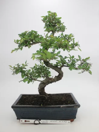 bonsai