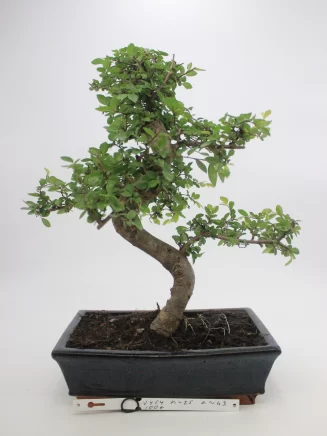 bonsai