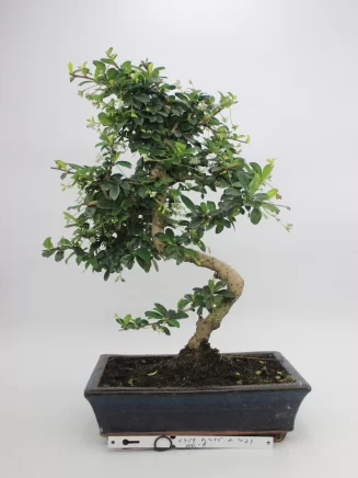 bonsai