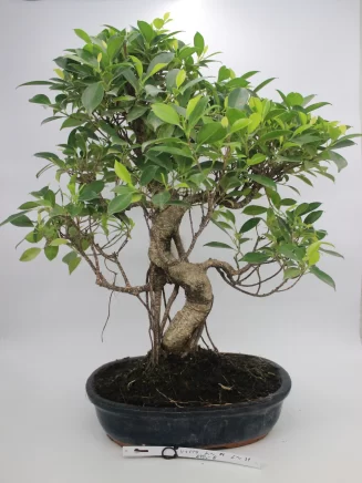 bonsai