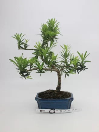 bonsai