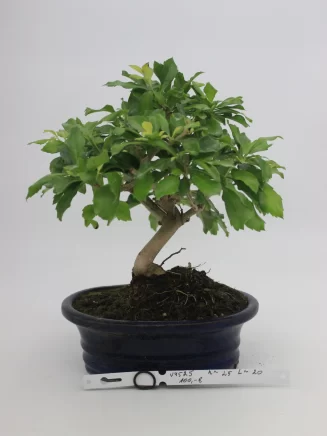 bonsai