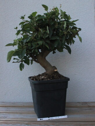 Malus domestica bonsai