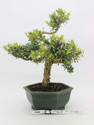 Buxus harlandi