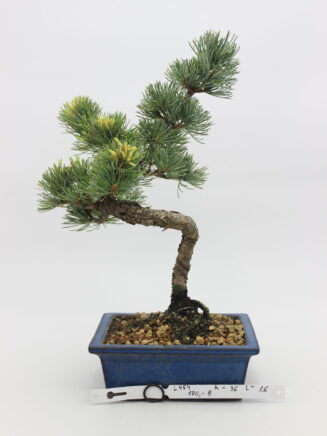 Baltoji pušis bonsai