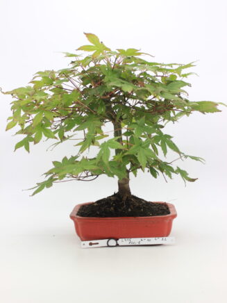 Acer deshojo