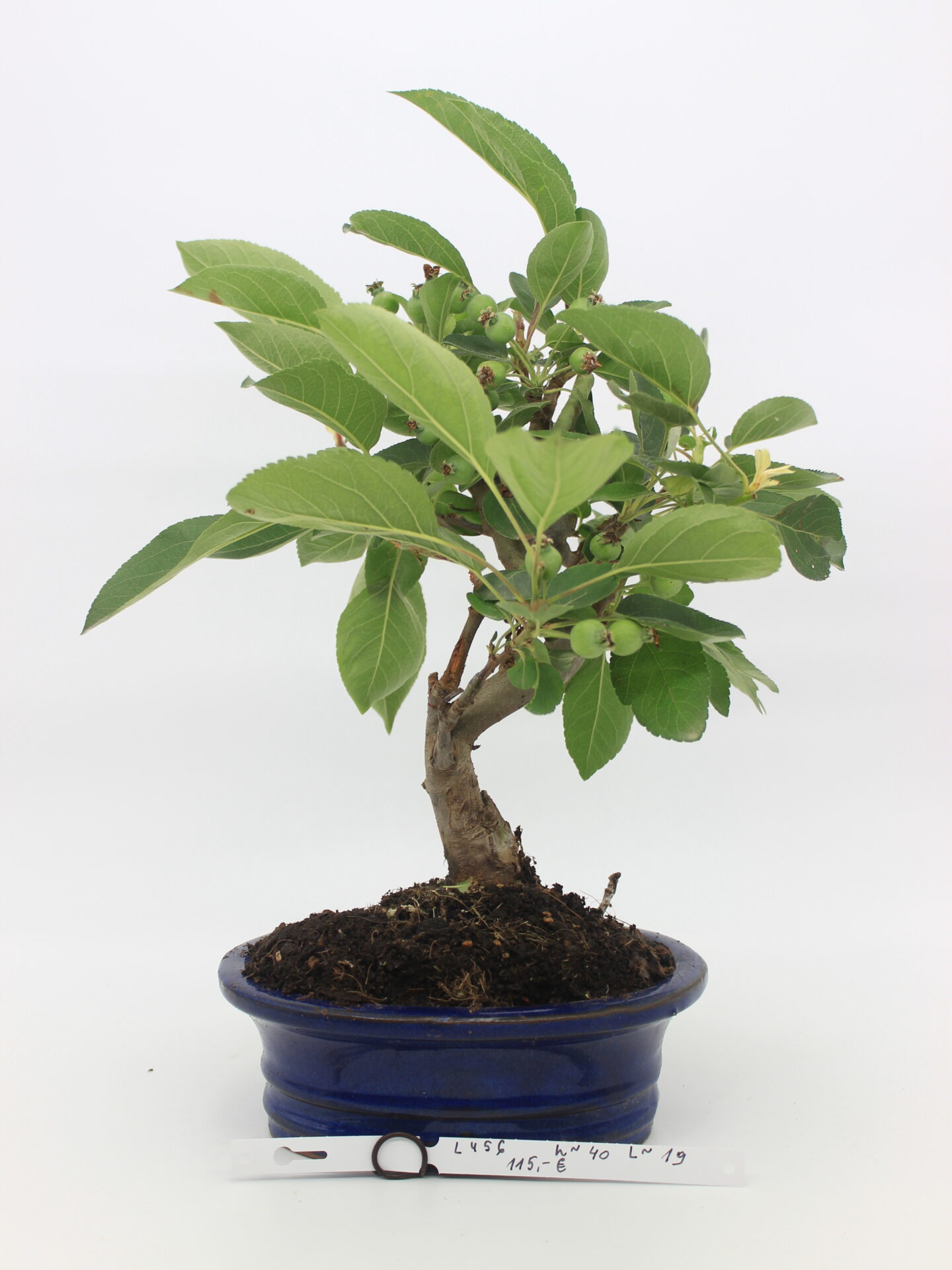 Obelis bonsai