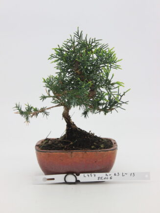 Juniperus chinensis kyushu