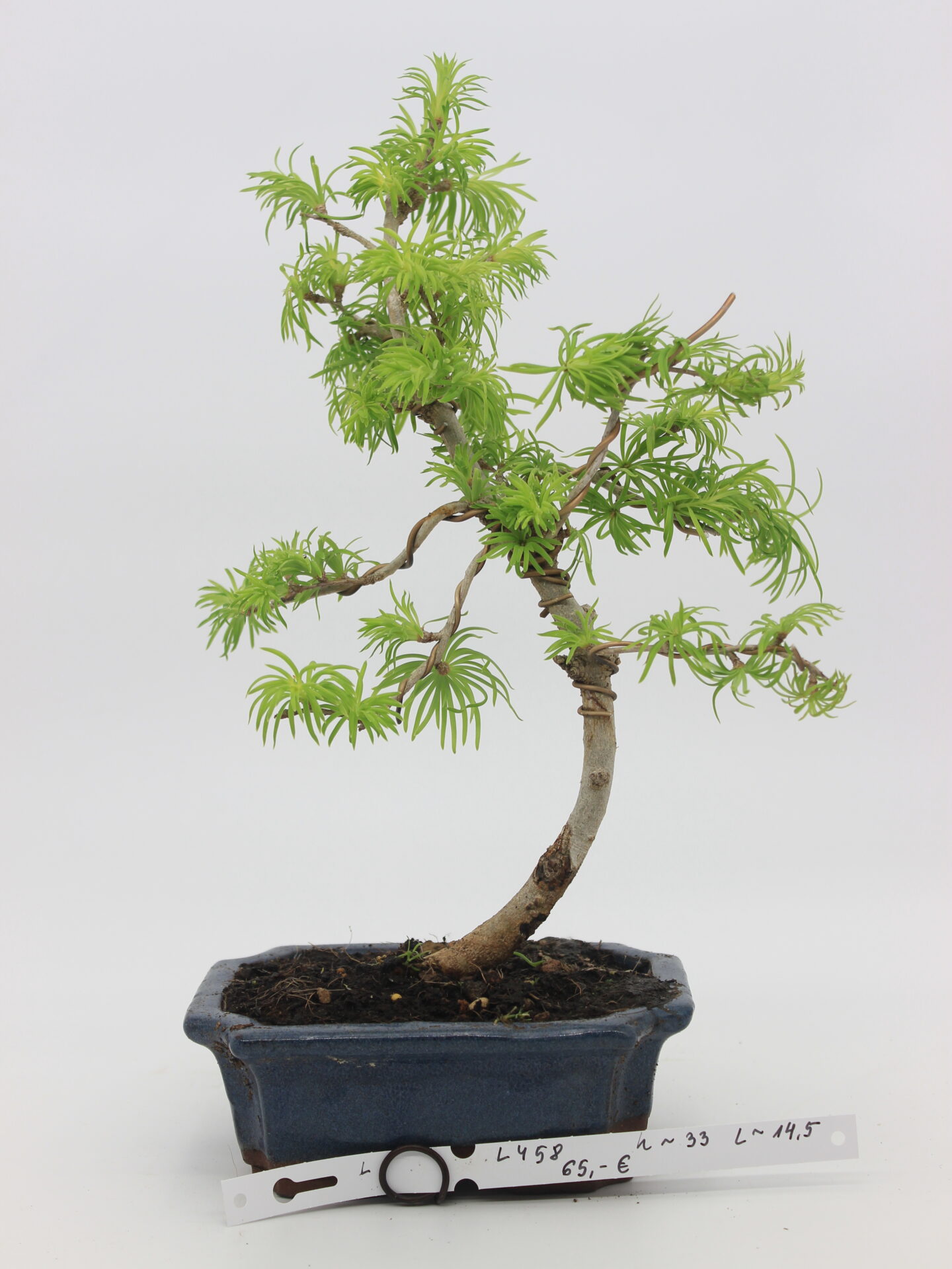 Pseudolarix amabilis bonsai