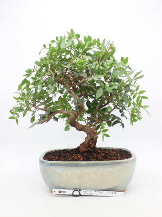 Pistacia bonsai