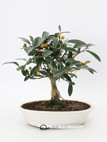 Bonsai Citrus Kinzu