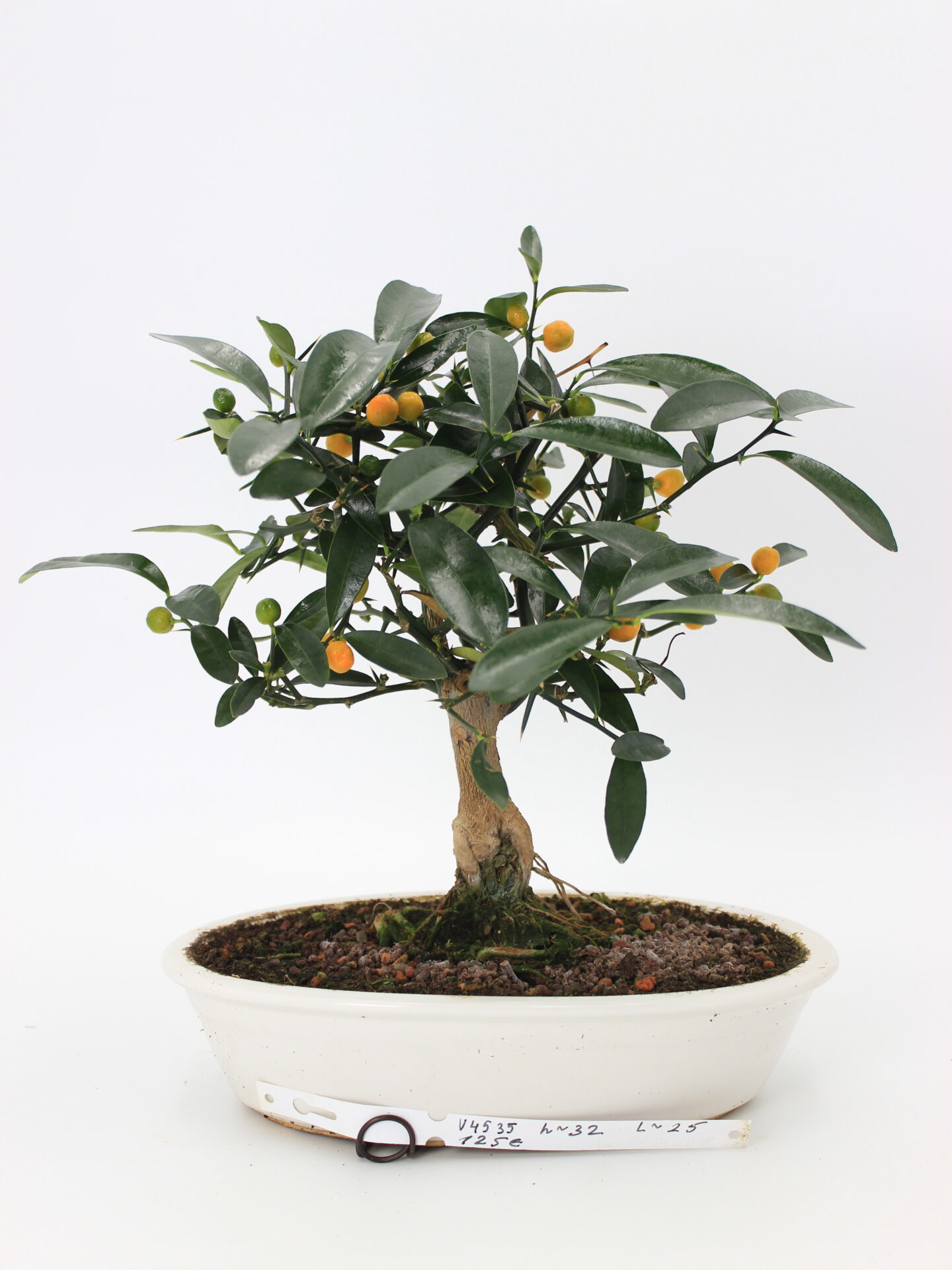 Bonsai Citrus Kinzu