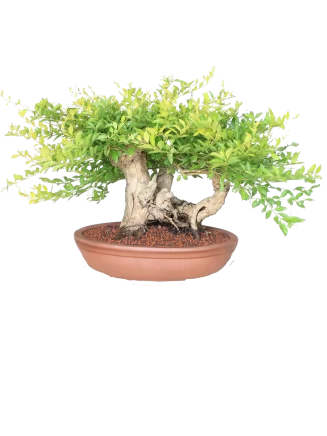 Durantha bonsai