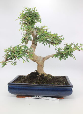 Zelkova bonsai