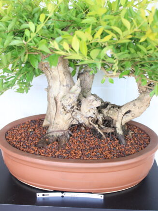 Durantha bonsai