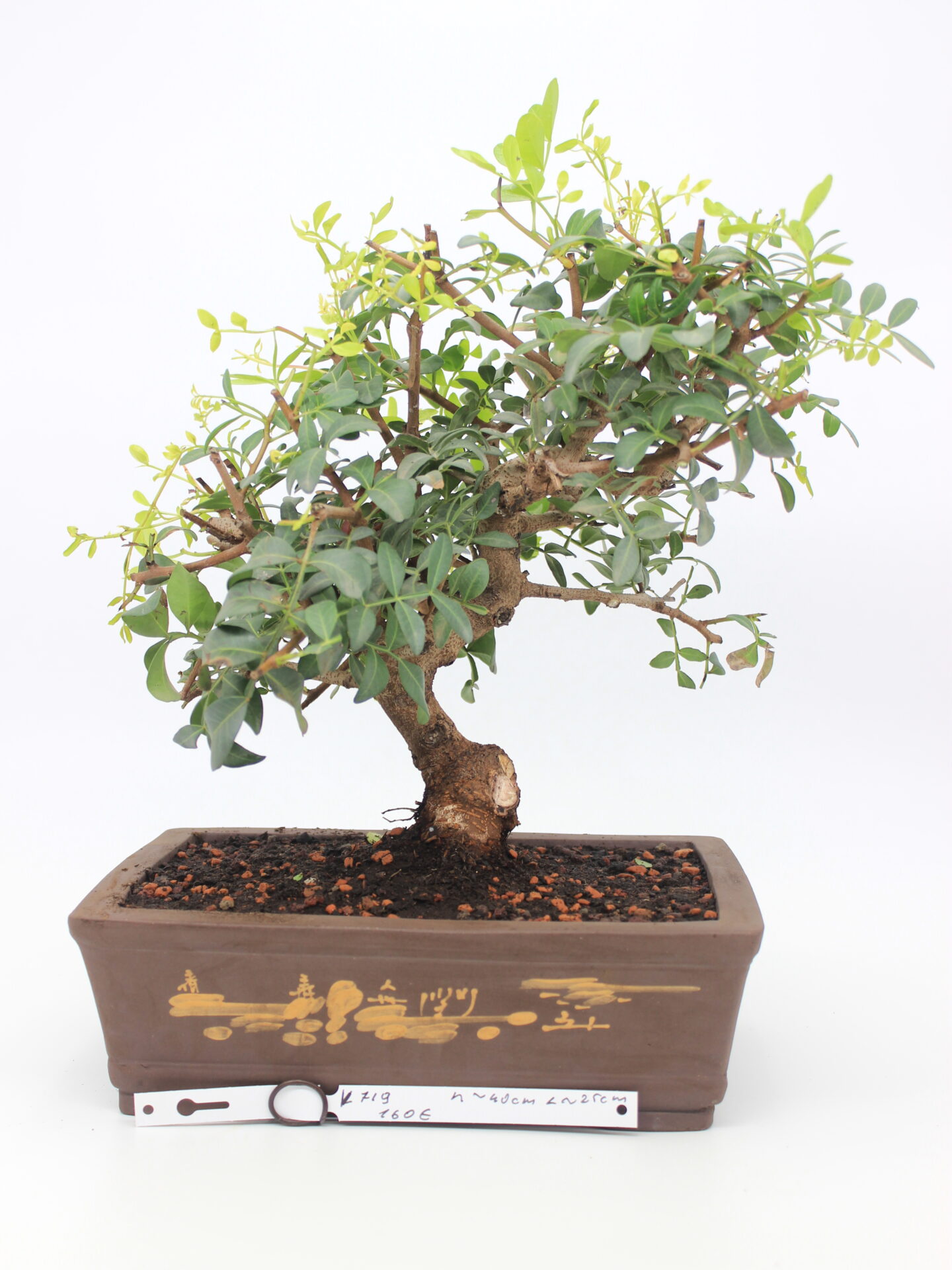 Pistacia bonsai