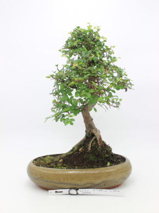 Zelokva bonsai