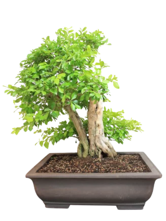 Bonsai Durantha