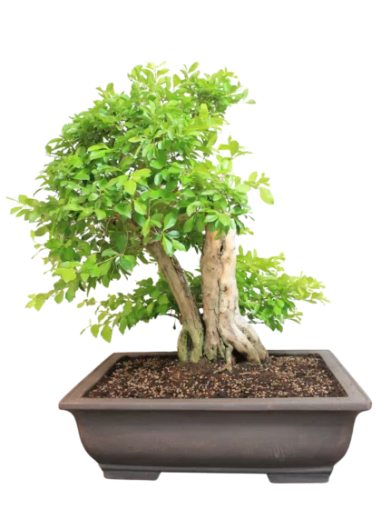 Bonsai Durantha